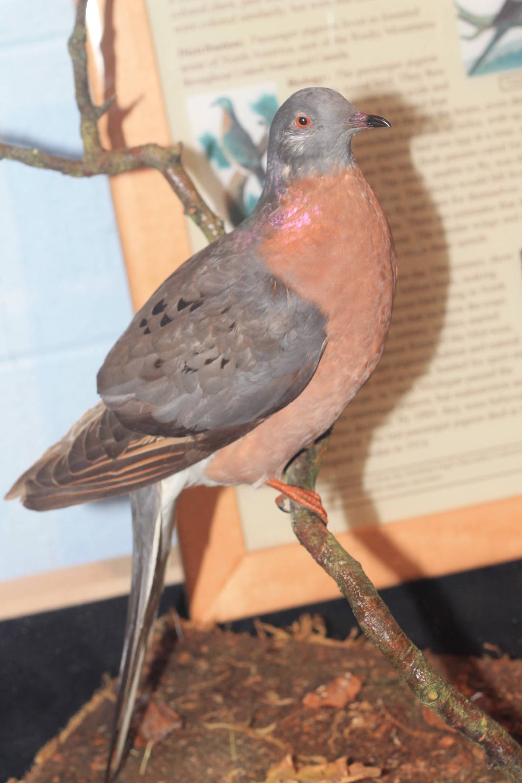 Passenger Pigeon