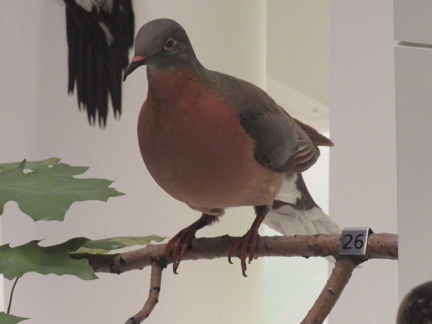 Passenger pigeon