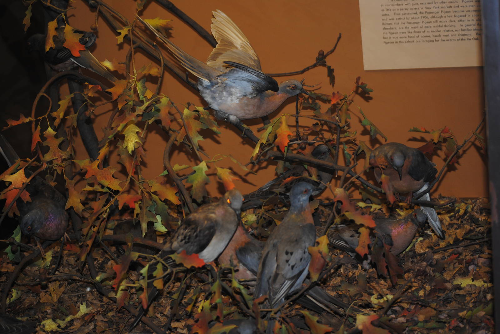 Passenger Pigeons