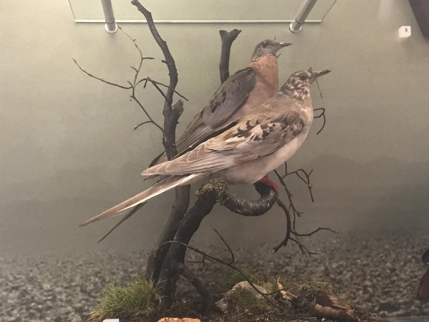Passenger pigeons