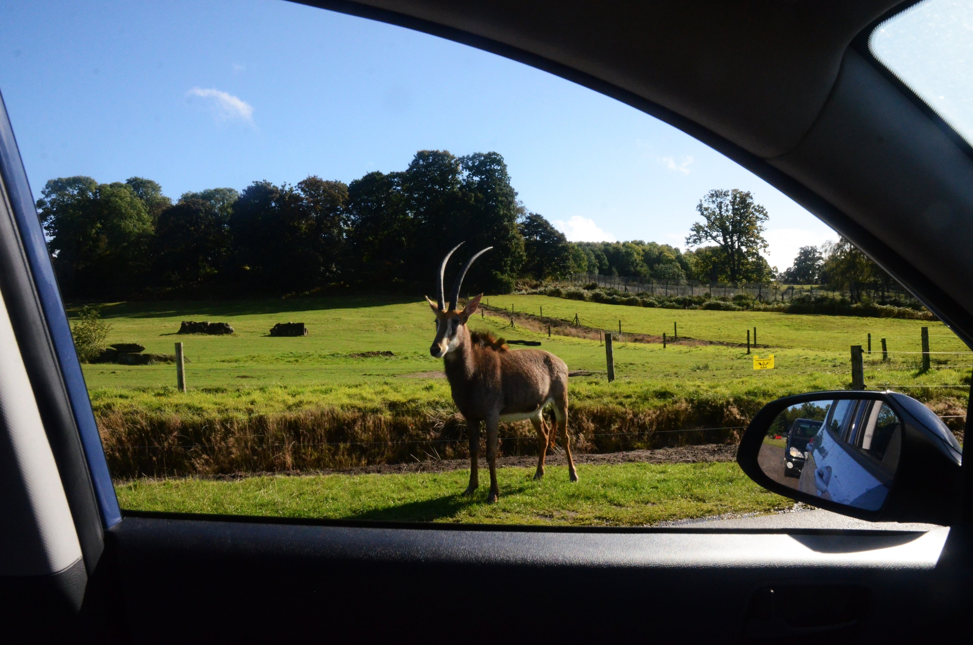Passenger Side View at Woburn Safari Park, 16/10/16
