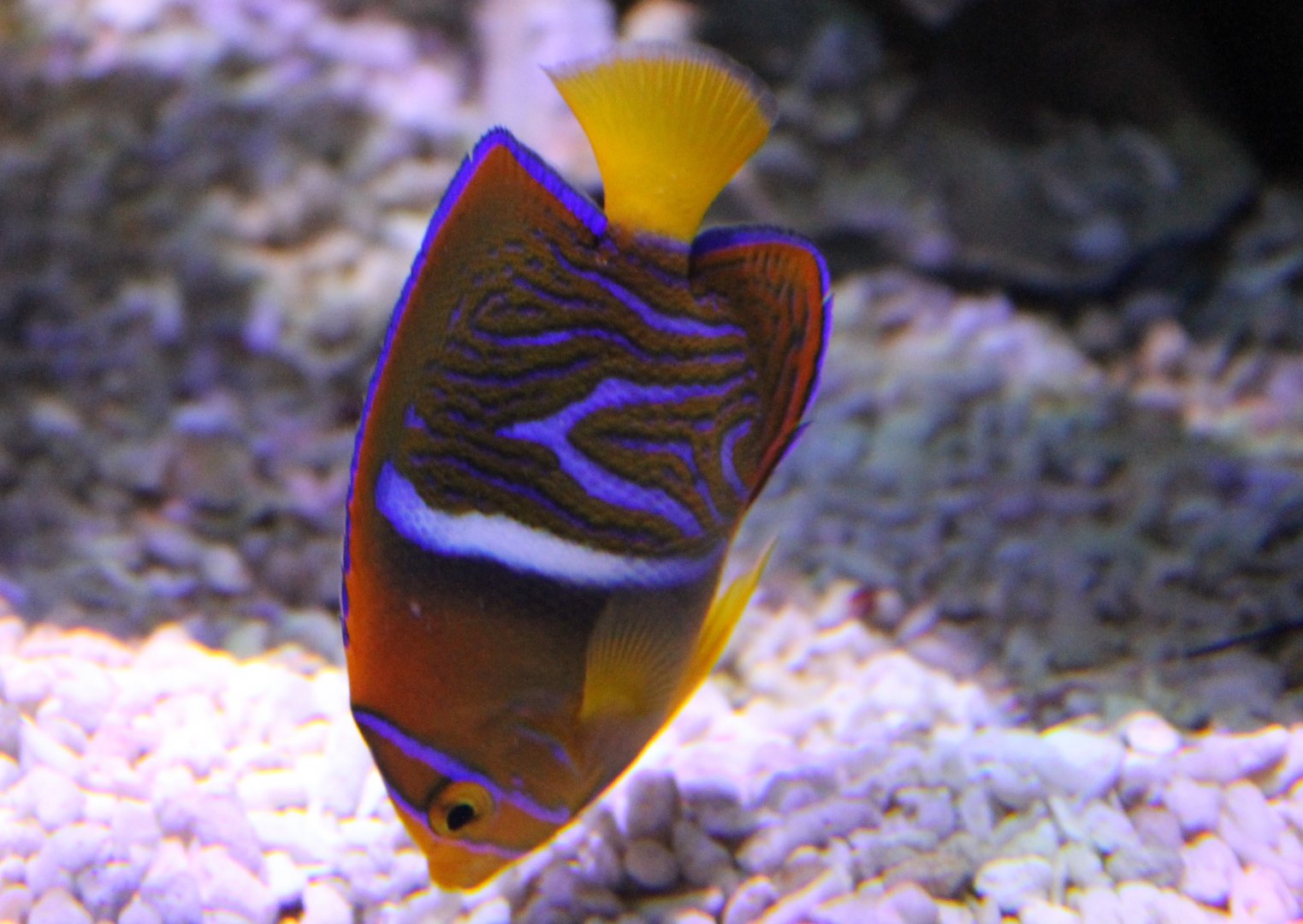 Passer angelfish - Holacanthus passer - juvenile