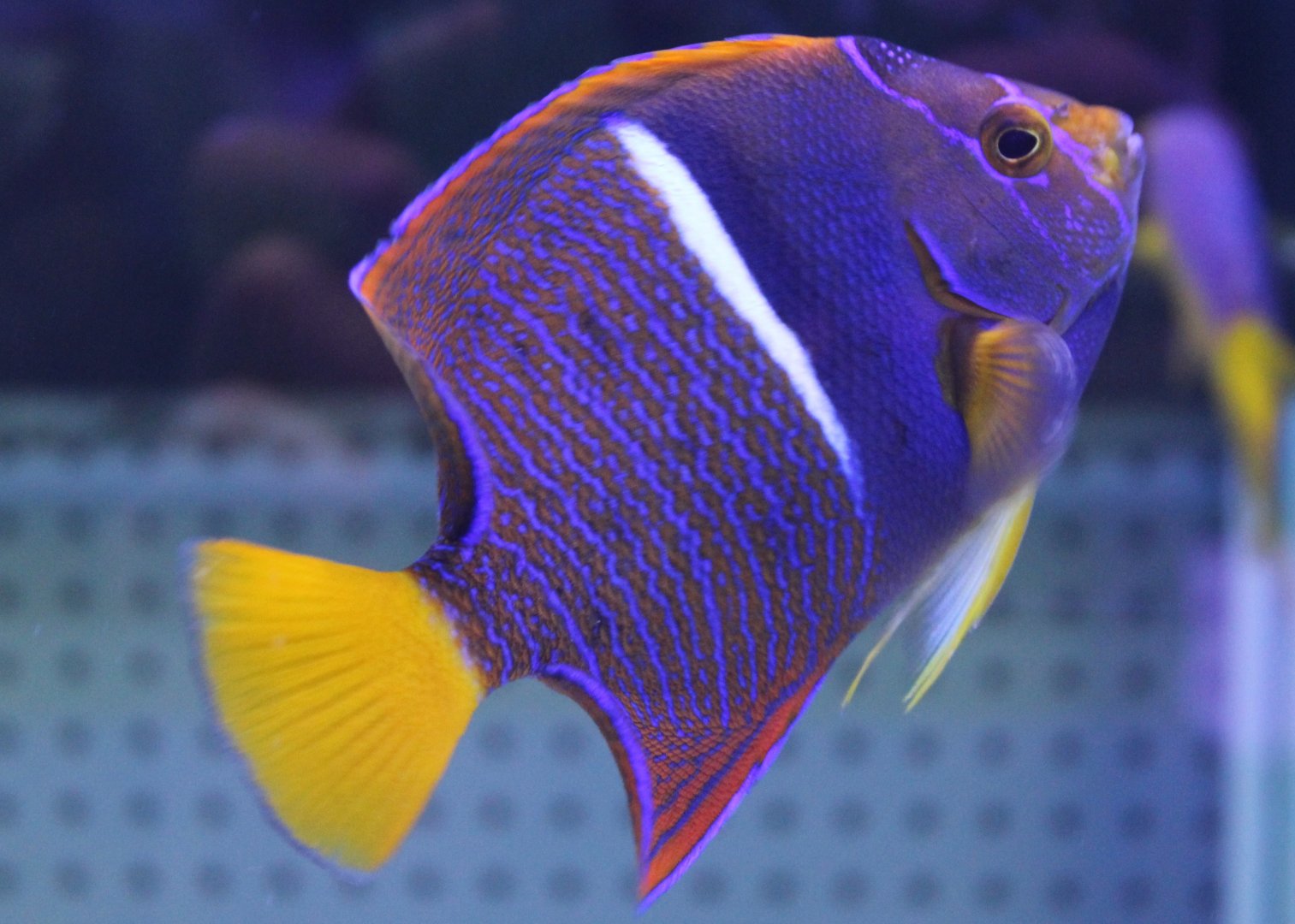 Passer angelfish - Holacanthus passer
