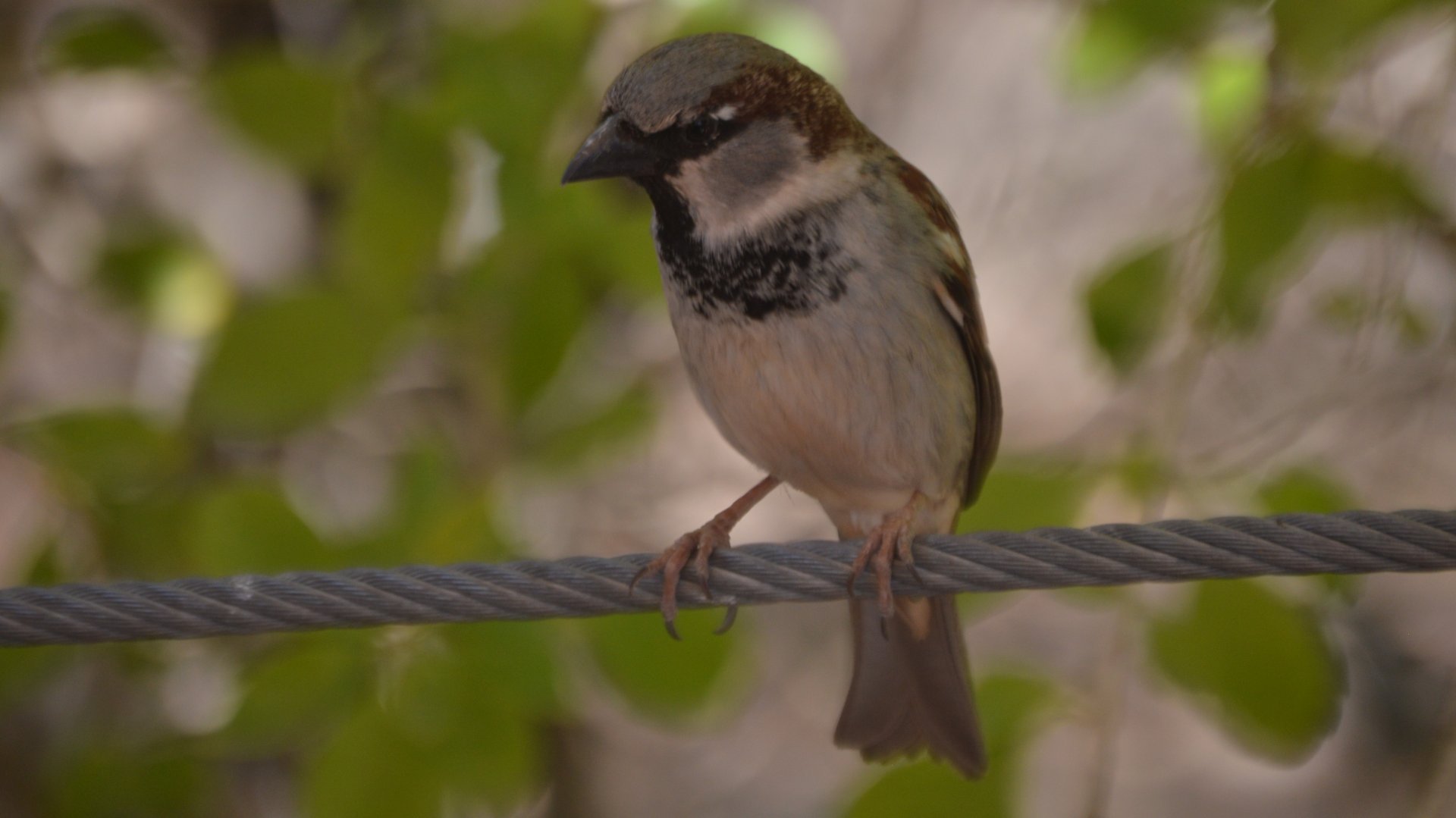 Passer domesticus