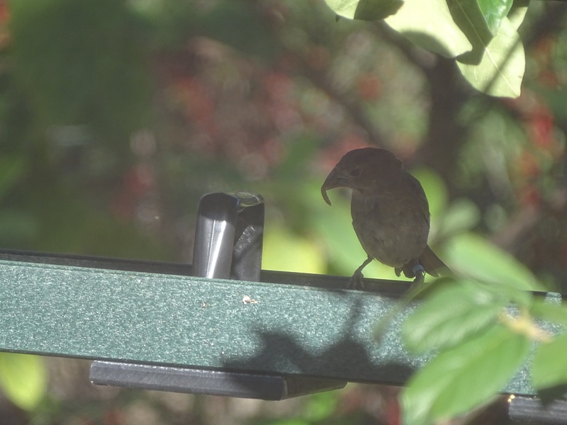 Passerina caerulea ? Houston Zoo 11/2024