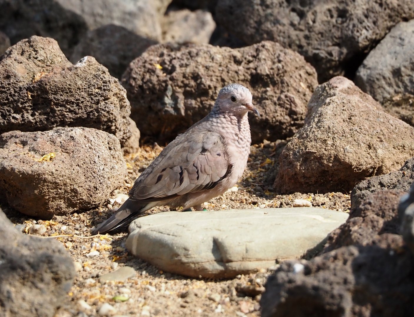 Passerine ground-dove (Columbina passerina), 2025-05-17