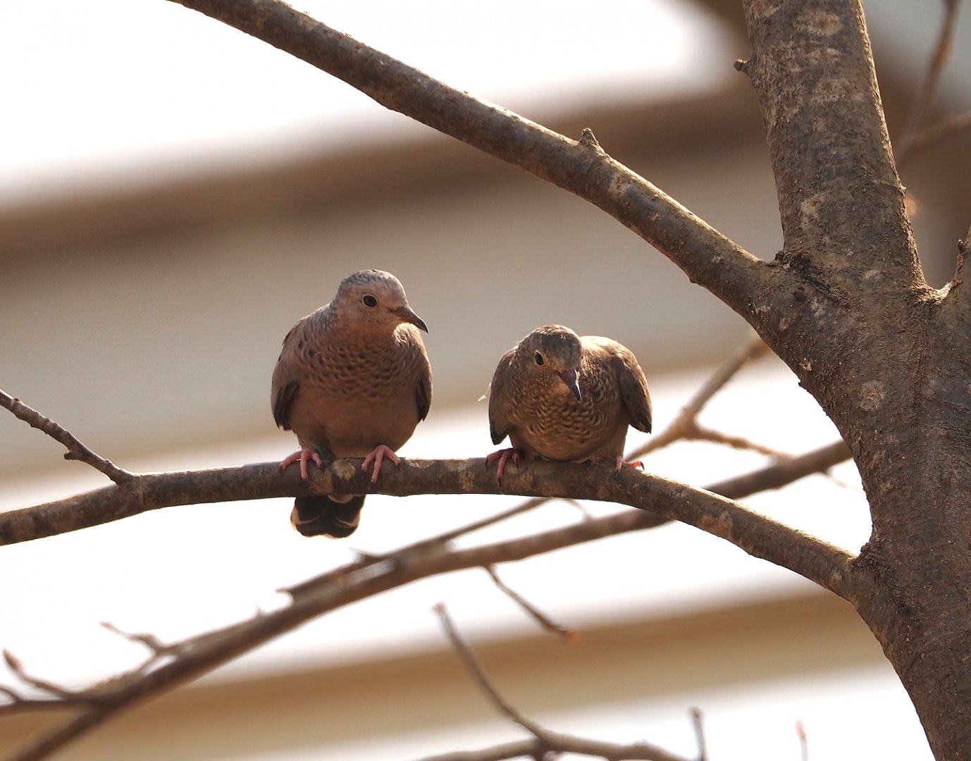 Passerine ground-doves (Columbina passerina), 2025-05-17