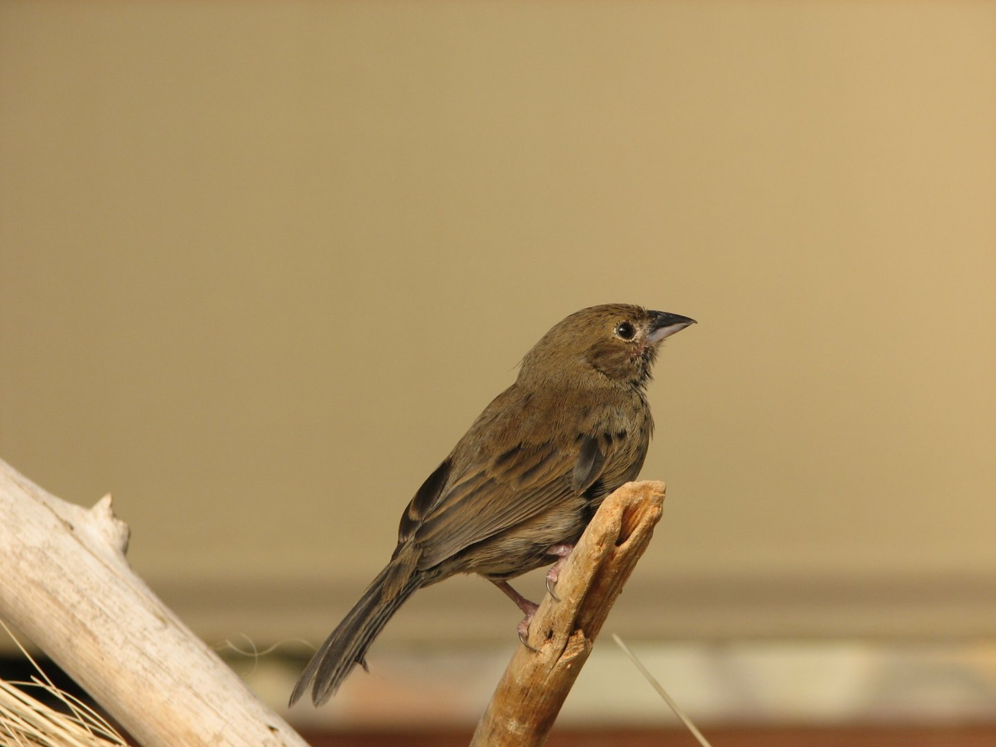 Passerine ID