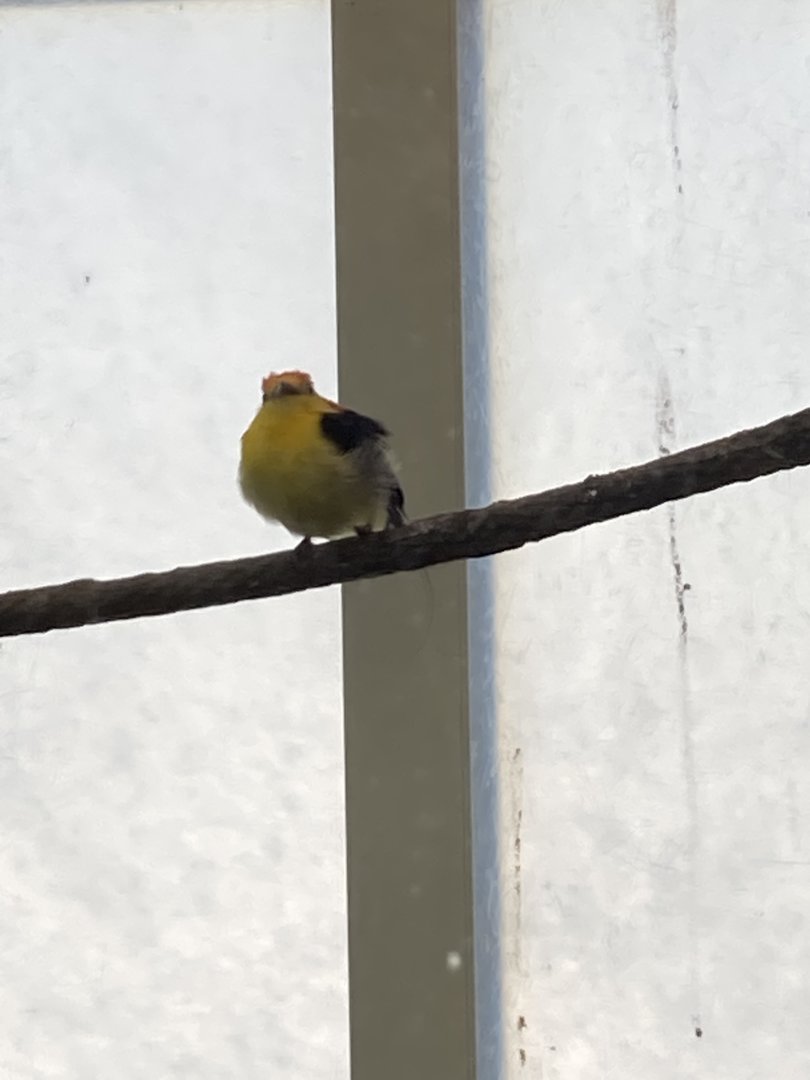 Passerine Id?