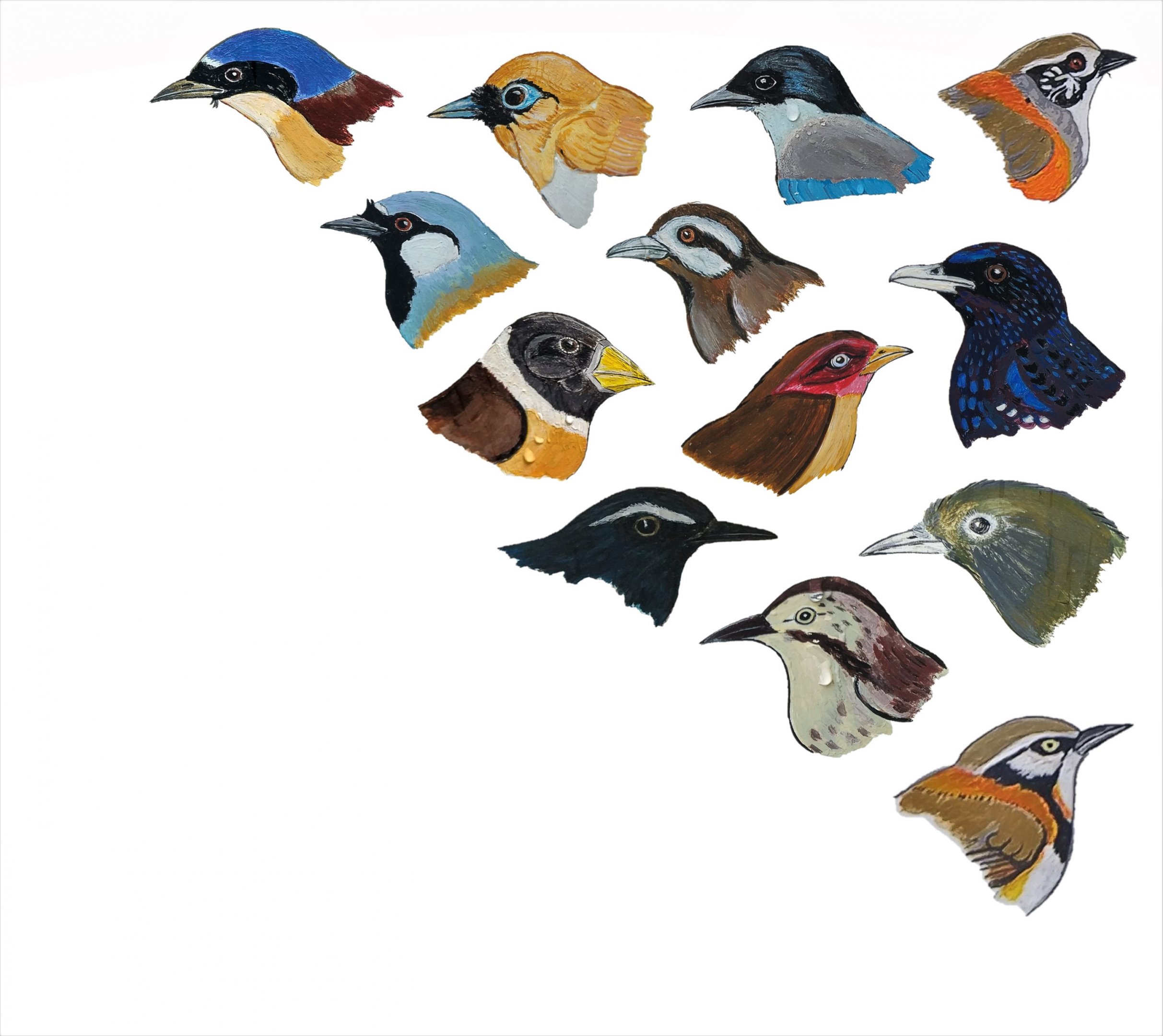 Passerines of the Fasanerie