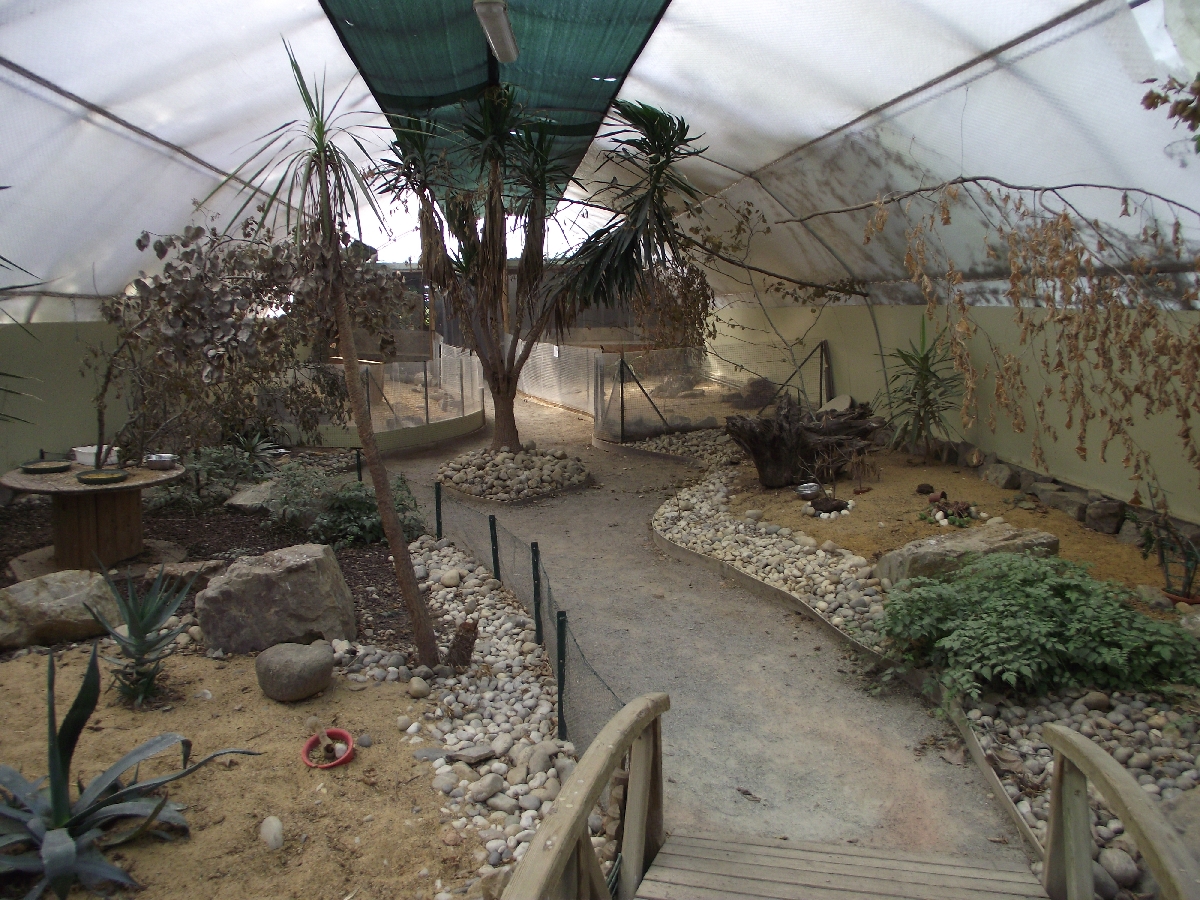 Passerines/Tortoises/Armadillos