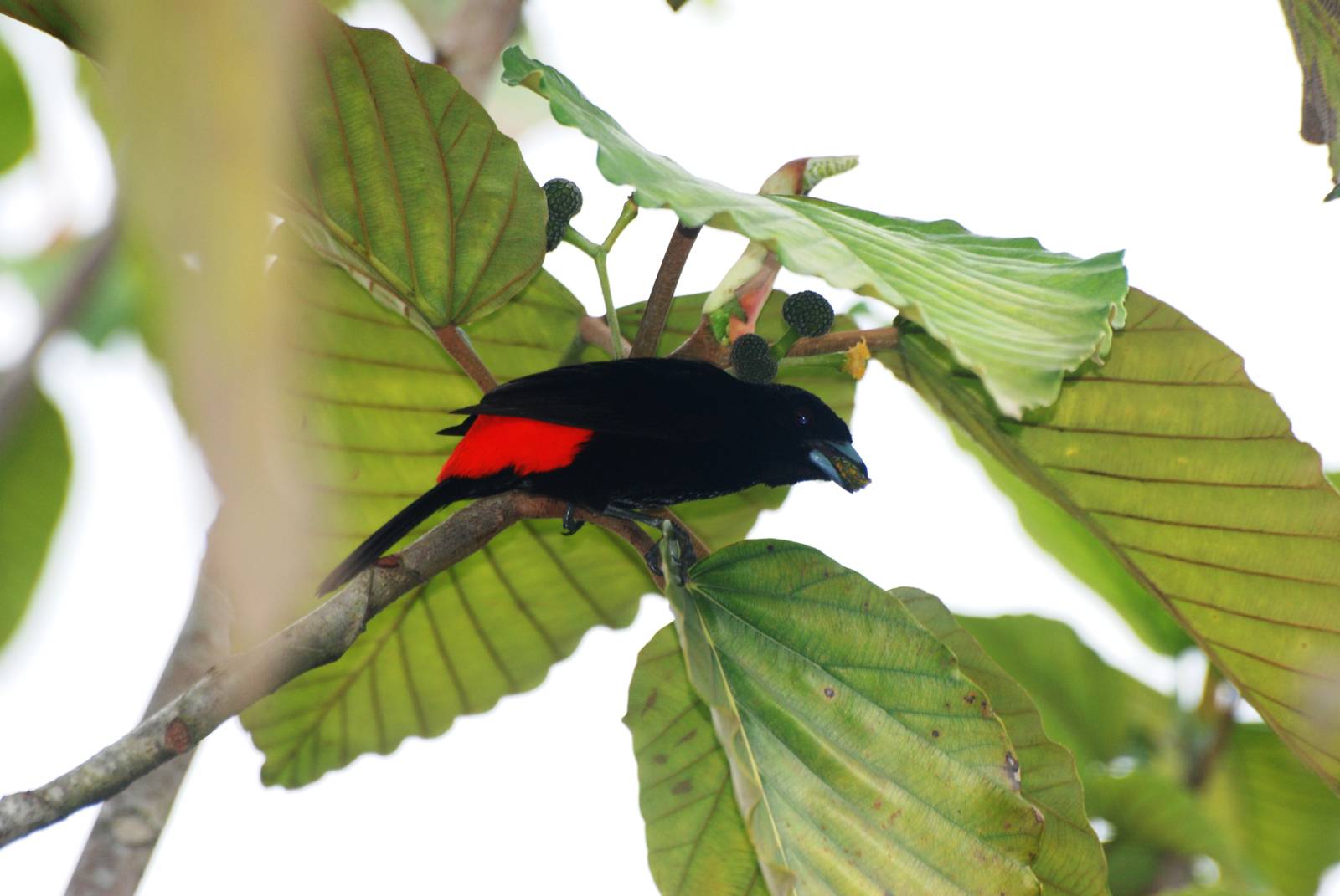 Passerini's Tanager in La Fortuna, 17/04/14