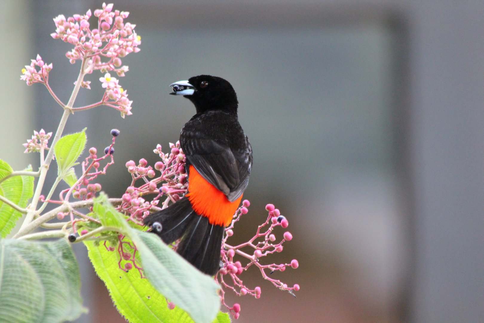 Passerini's Tanager - Mar 2019