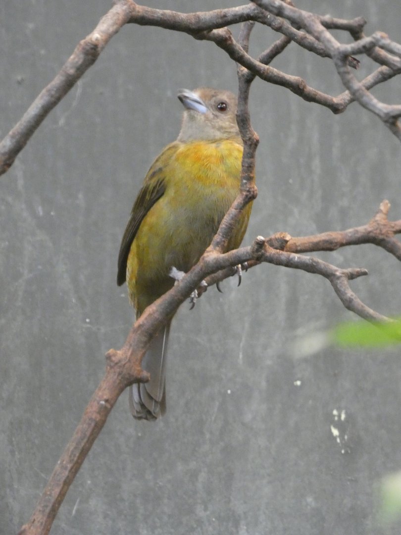 Passerini's Tanager