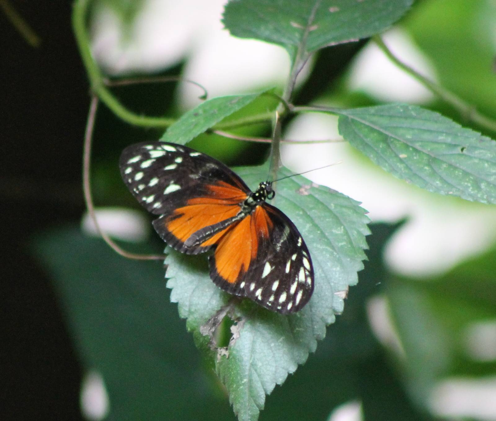 Passiflora butterfly species