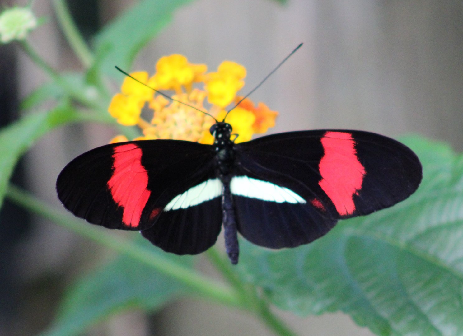 Passiflora butterfly