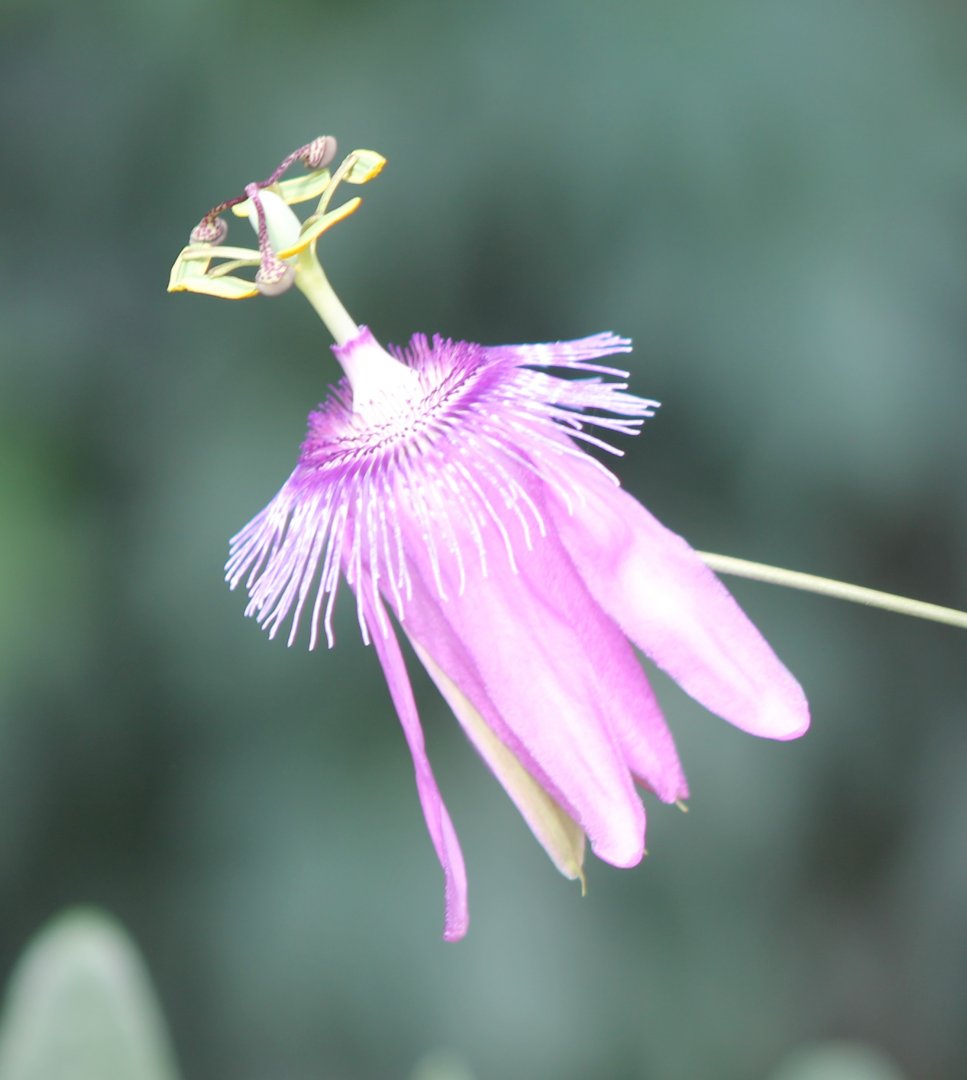 Passiflora-flower