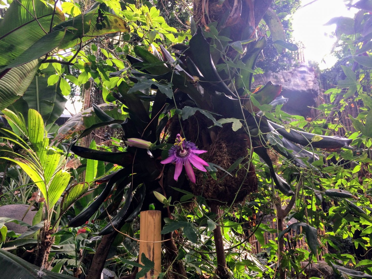 Passiflora & Staghorn Fern
