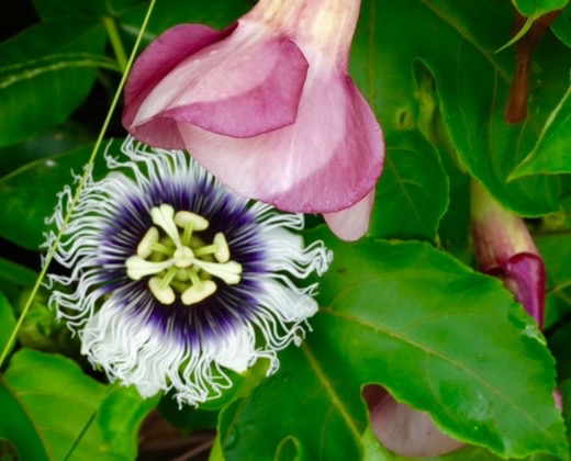 Passiflora