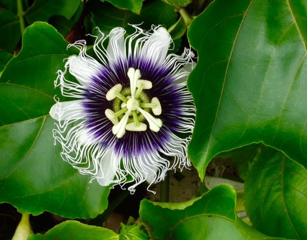 Passiflora
