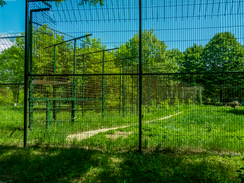 passing between siberian tiger and jaguar