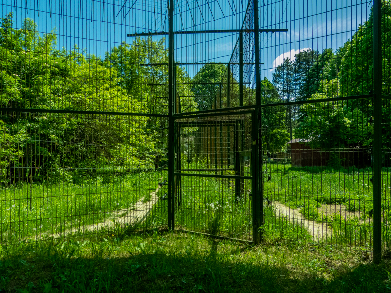 passing between siberian tiger and jaguar