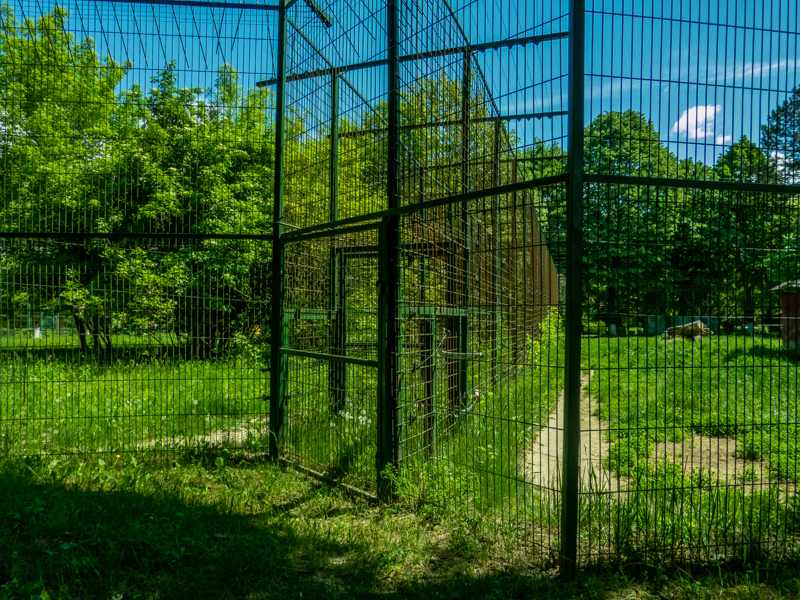 passing between siberian tiger and jaguar