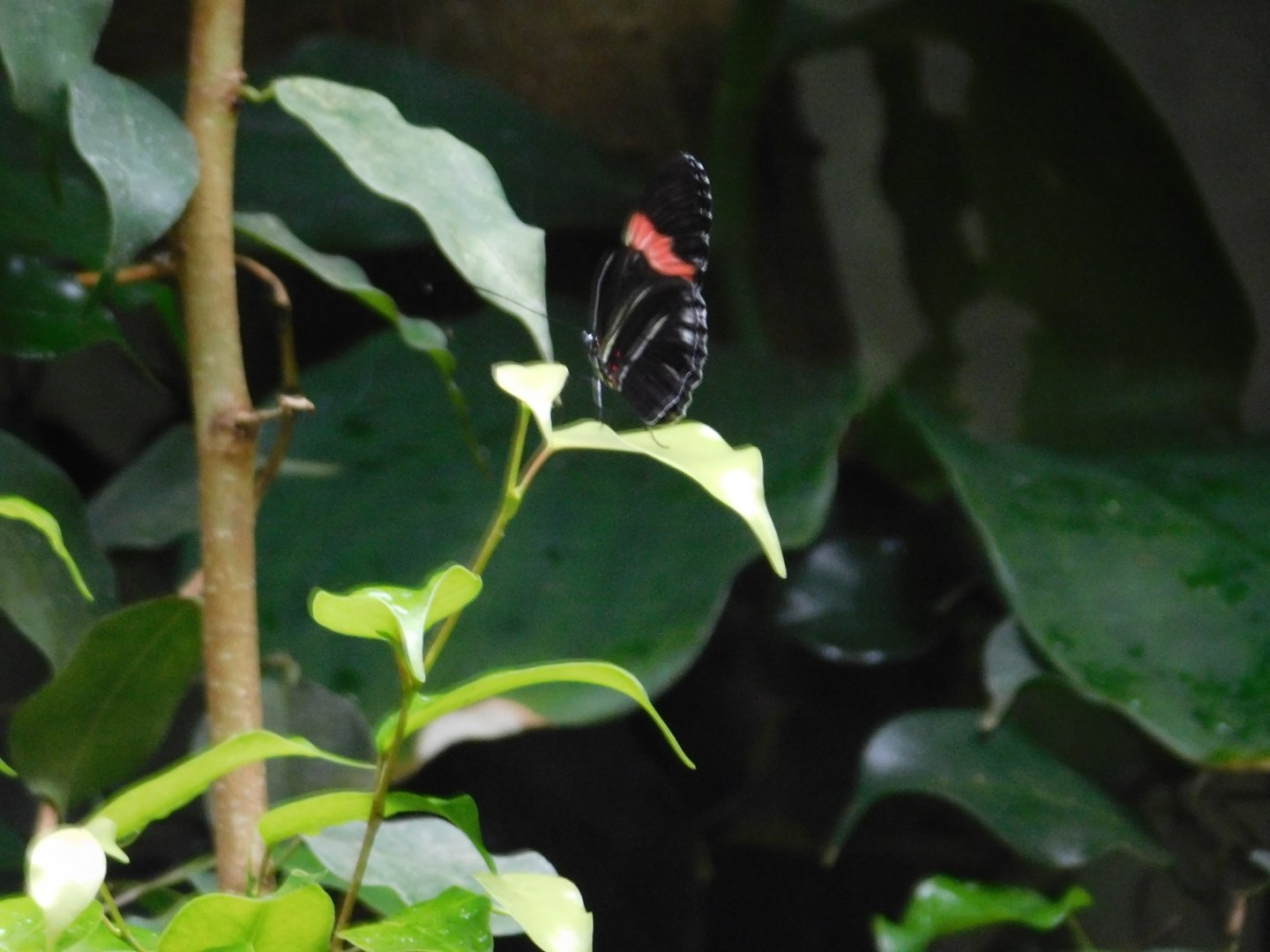 Passion Flower Butterfly
