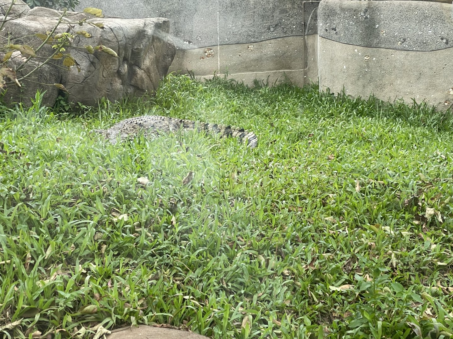 Passion the crocodile