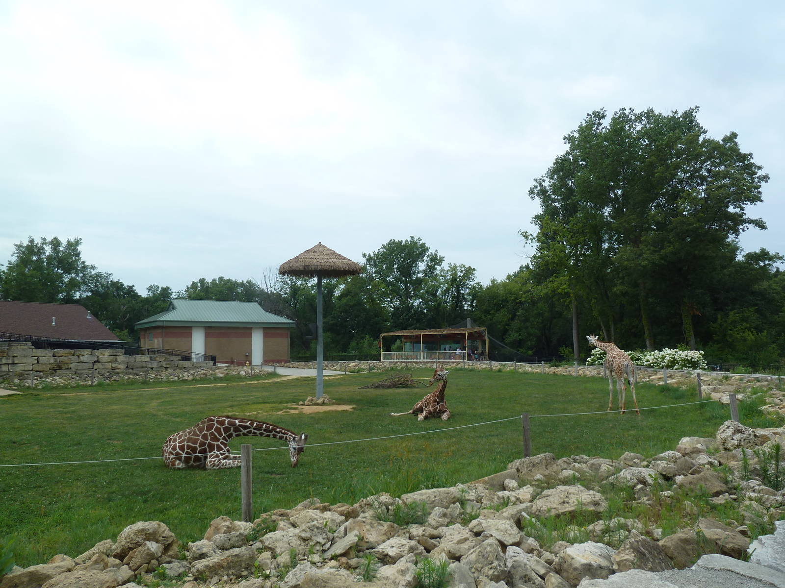 Passport to Africa - Reticulated Giraffe Exhibit