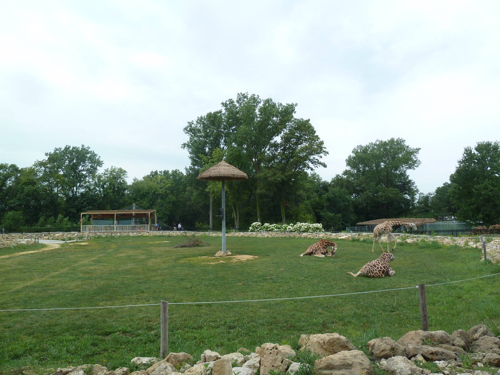 Passport to Africa - Reticulated Giraffe Exhibit