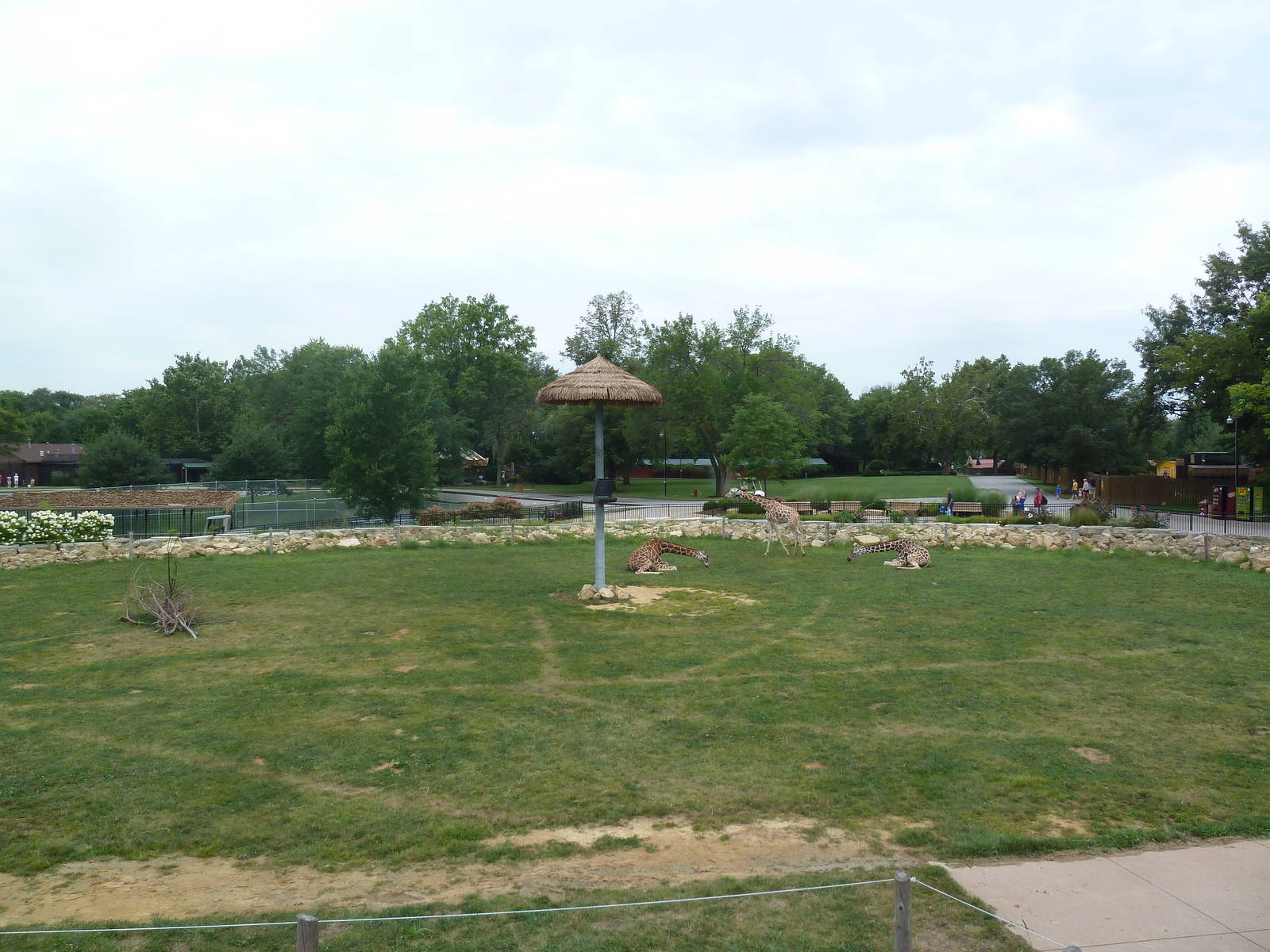 Passport to Africa - Reticulated Giraffe Exhibit