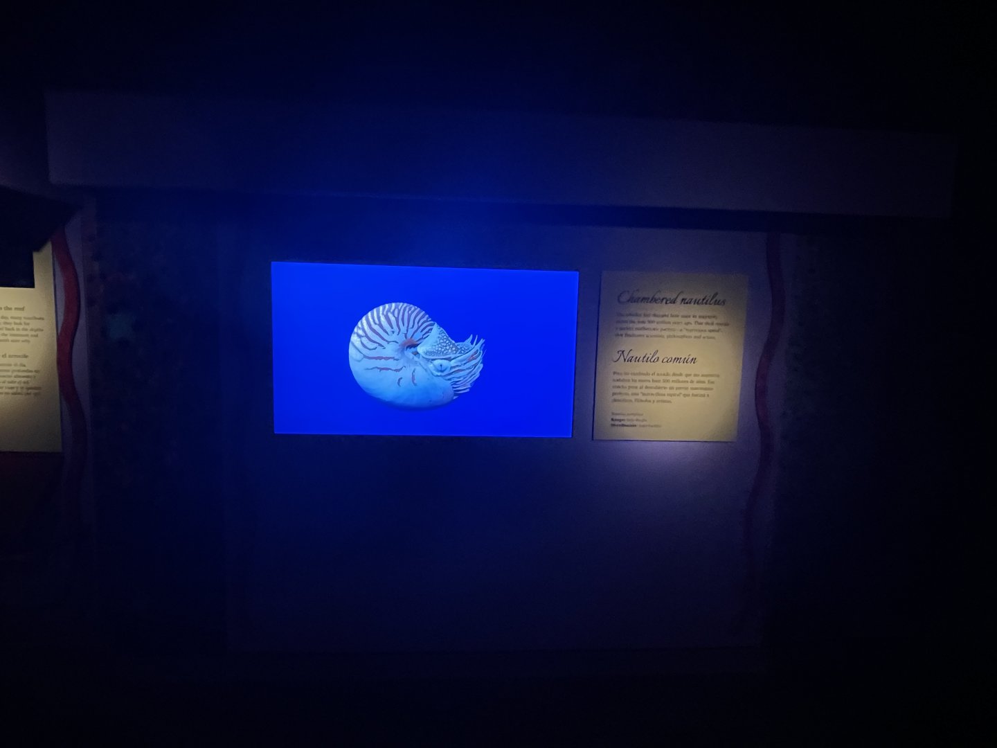 Past nautilus exhibit