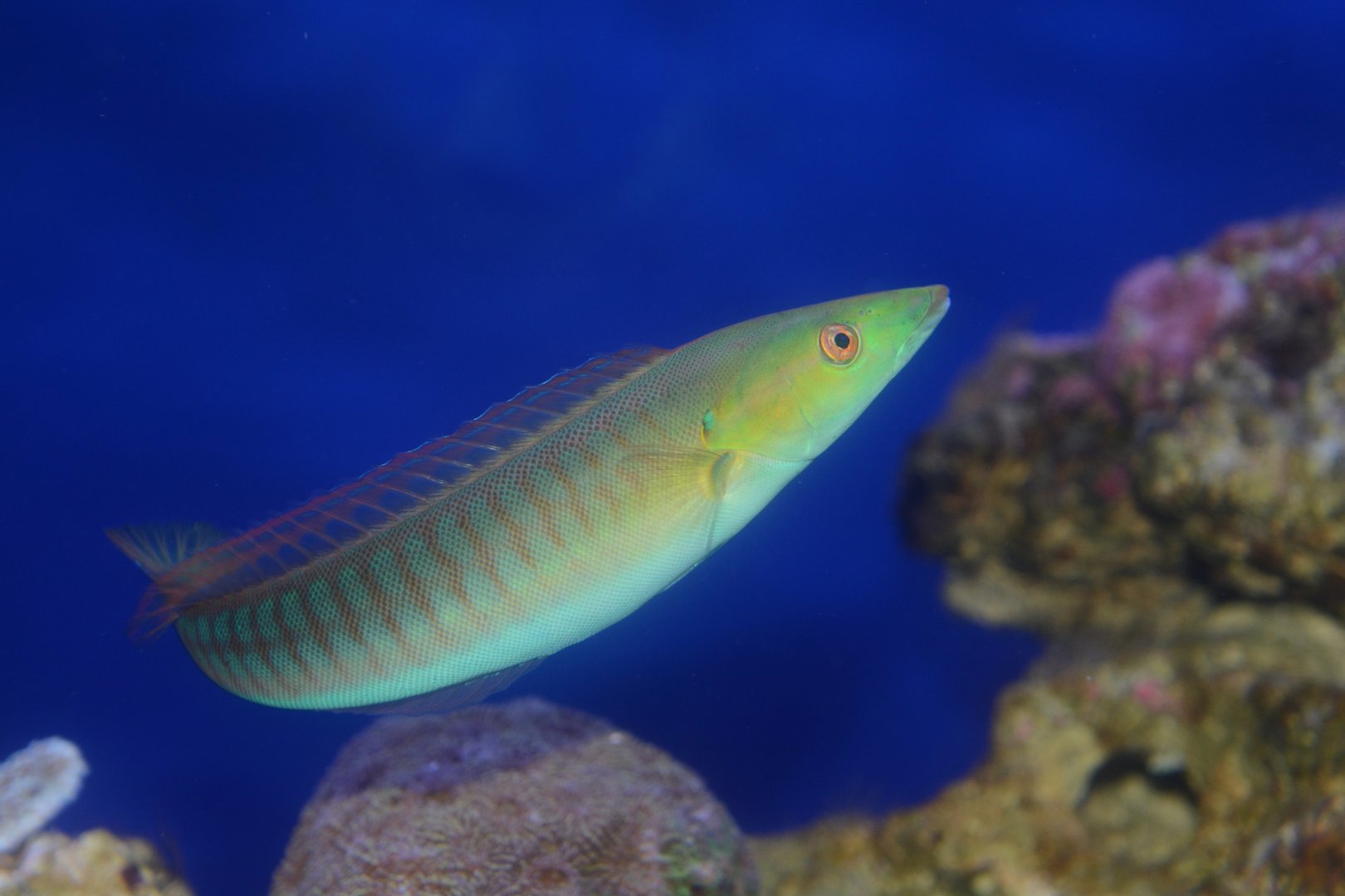 Pastel ringwrasse (Hologymnosus doliatus)