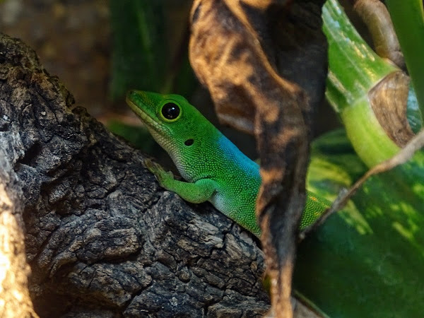 Pasteur's day gecko (Phelsuma pasteuri)