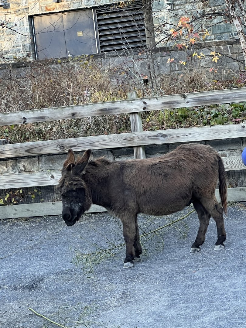 Pat the male miniature donkey