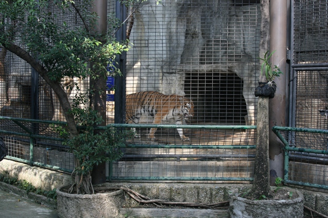 Pata zoo, Bangkok