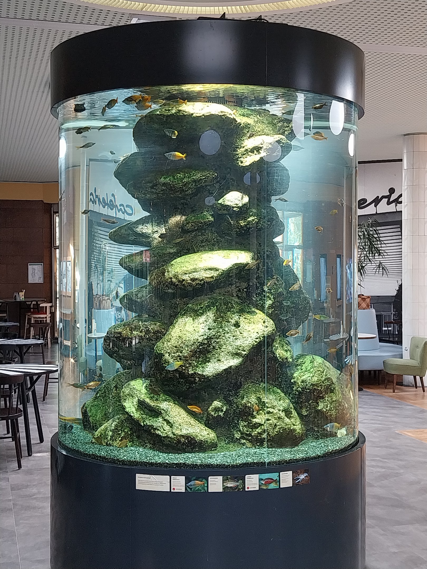 Patagona restaurant - Rainbow fish