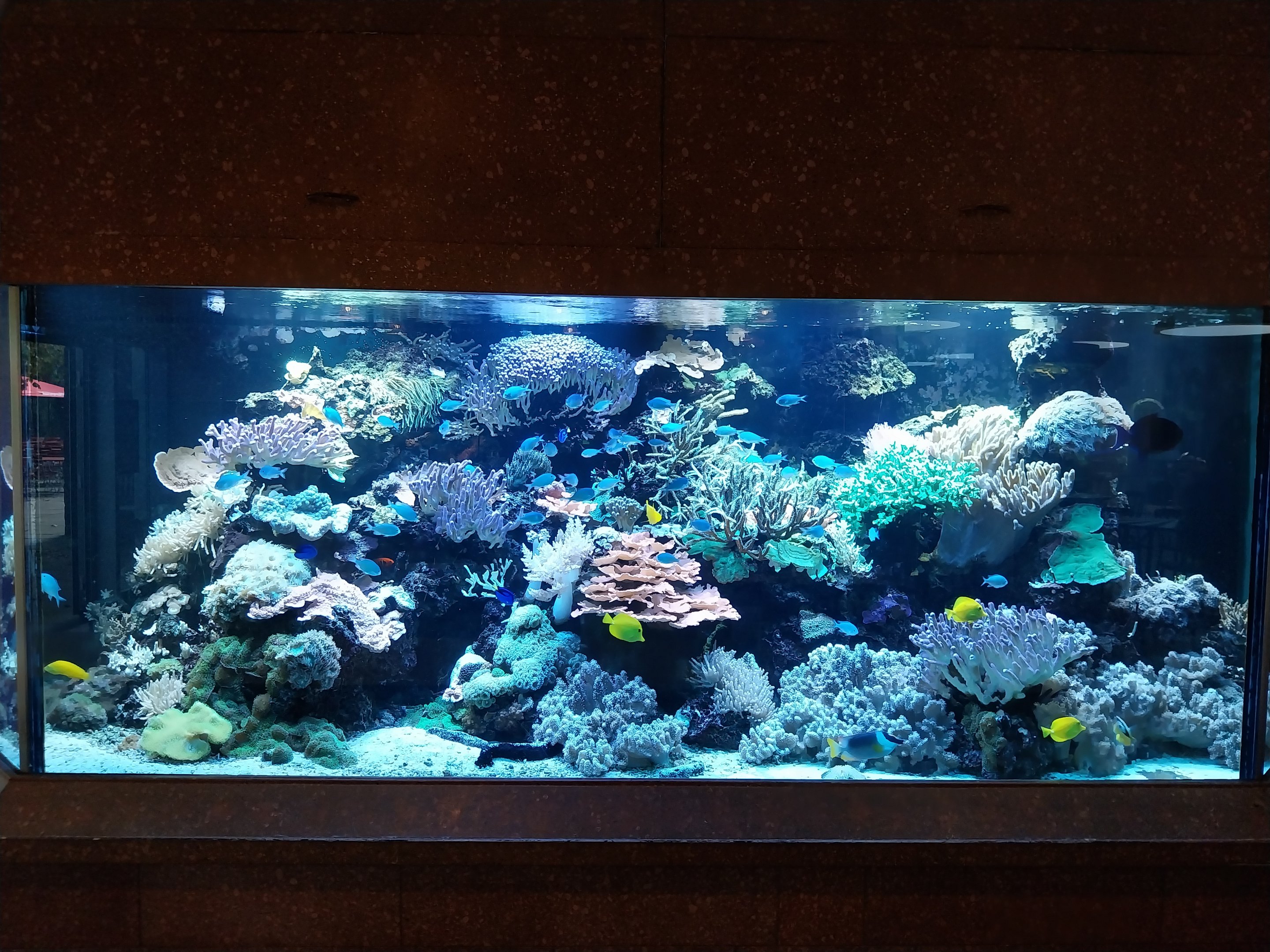 Patagona restaurant - Reef aquarium (6.000 l)
