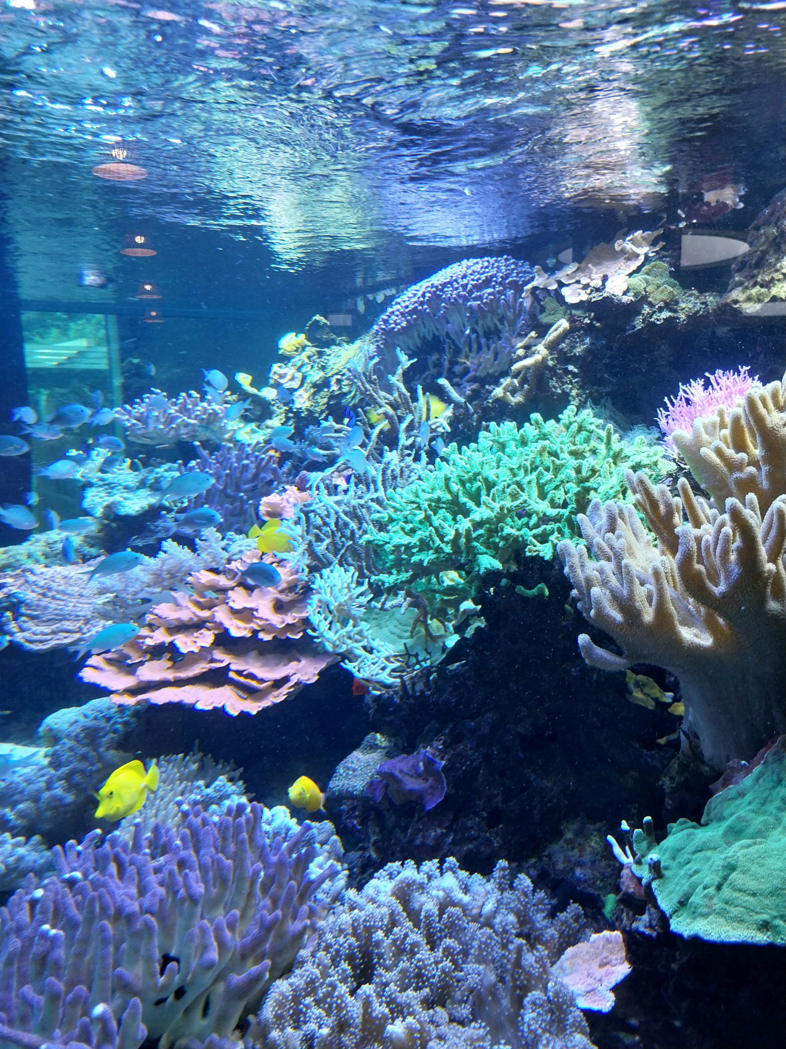 Patagona restaurant - Reef aquarium (6.000 l)