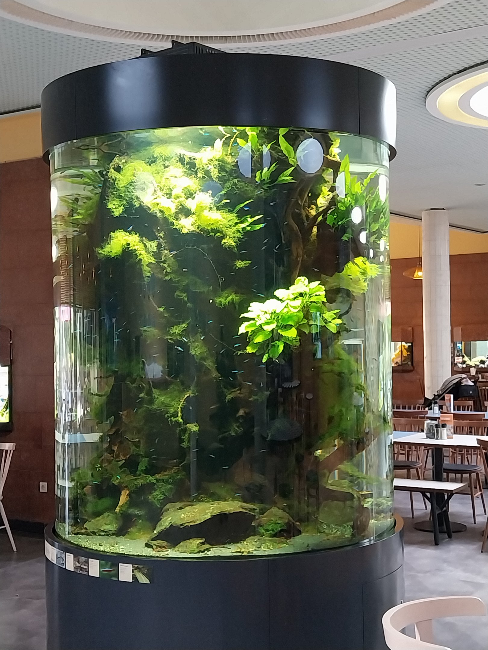 Patagona restaurant - South American river