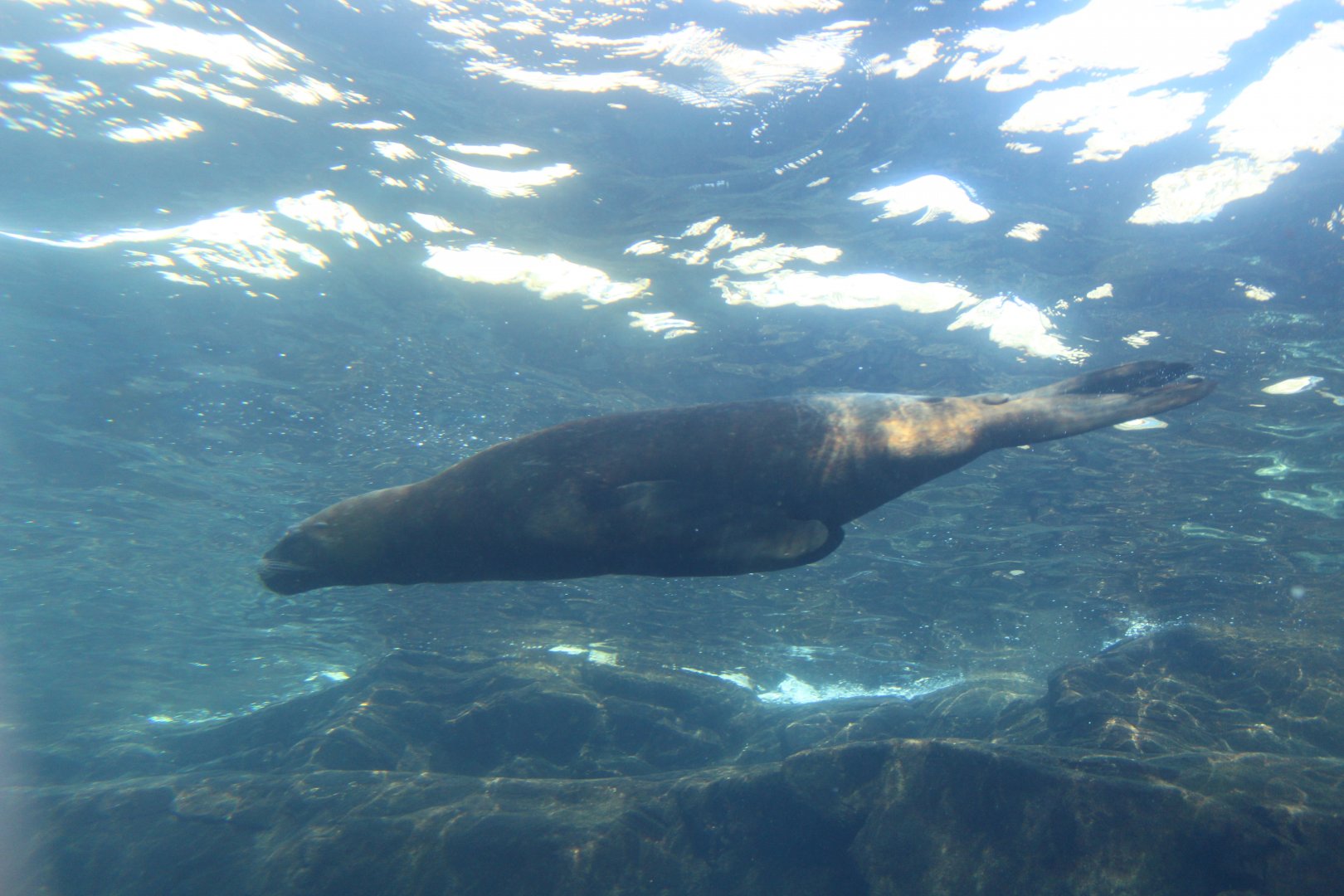 Patagona Sea Lion
