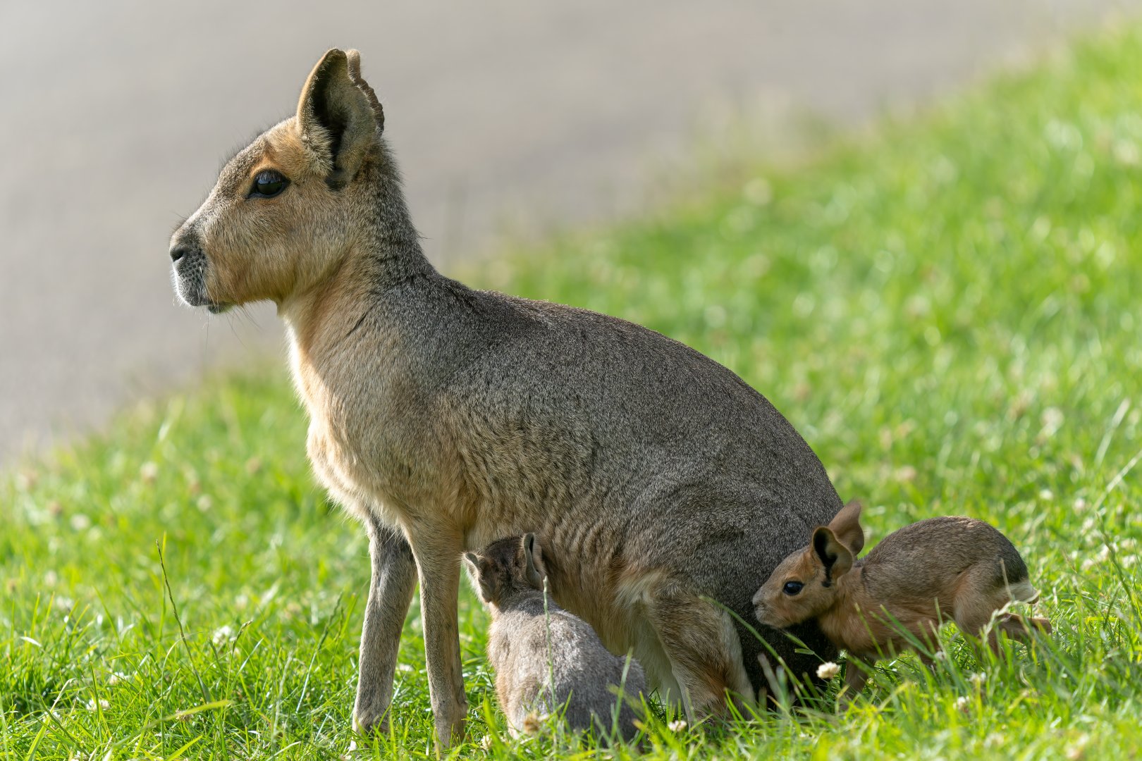 Patagonia Mara and youngsters, ZSL Whipsnade, UK