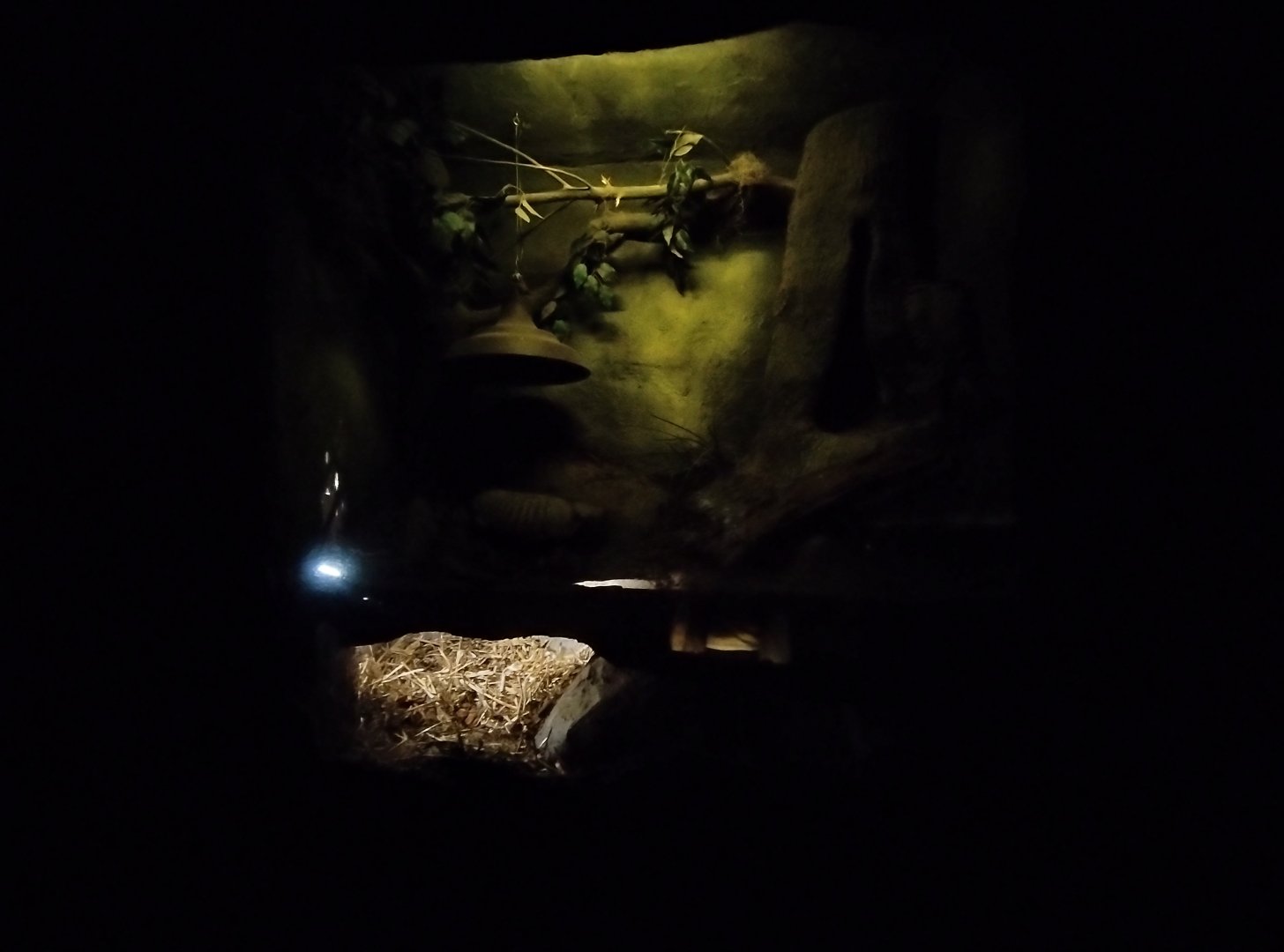 Patagonia subterranea - Temaiken