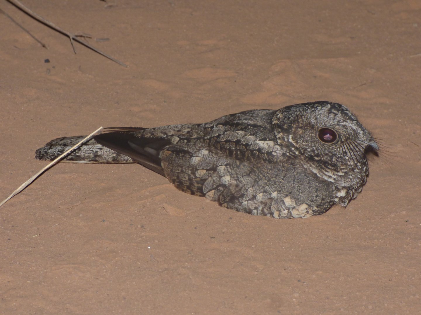 Patagonian [Band-winged] Nightjar (Systellura [longirostris] bifasciata)