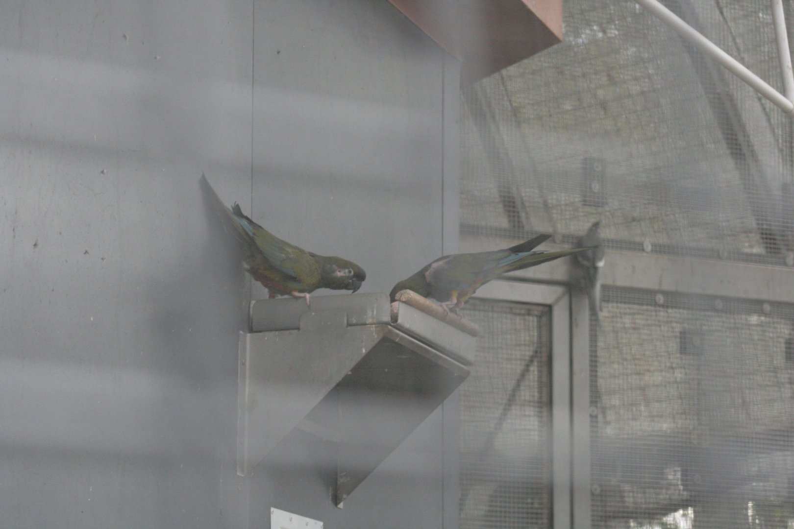 patagonian burrowing parrot