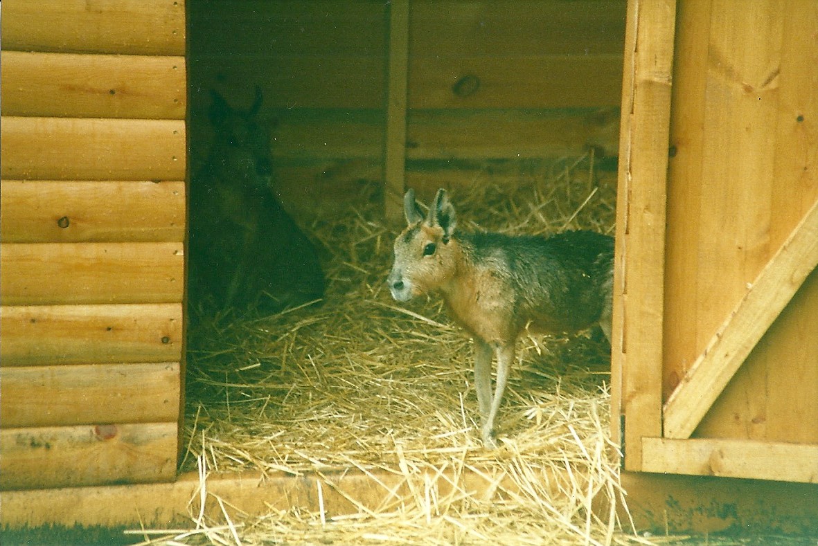 Patagonian Cavies 27th May 2000