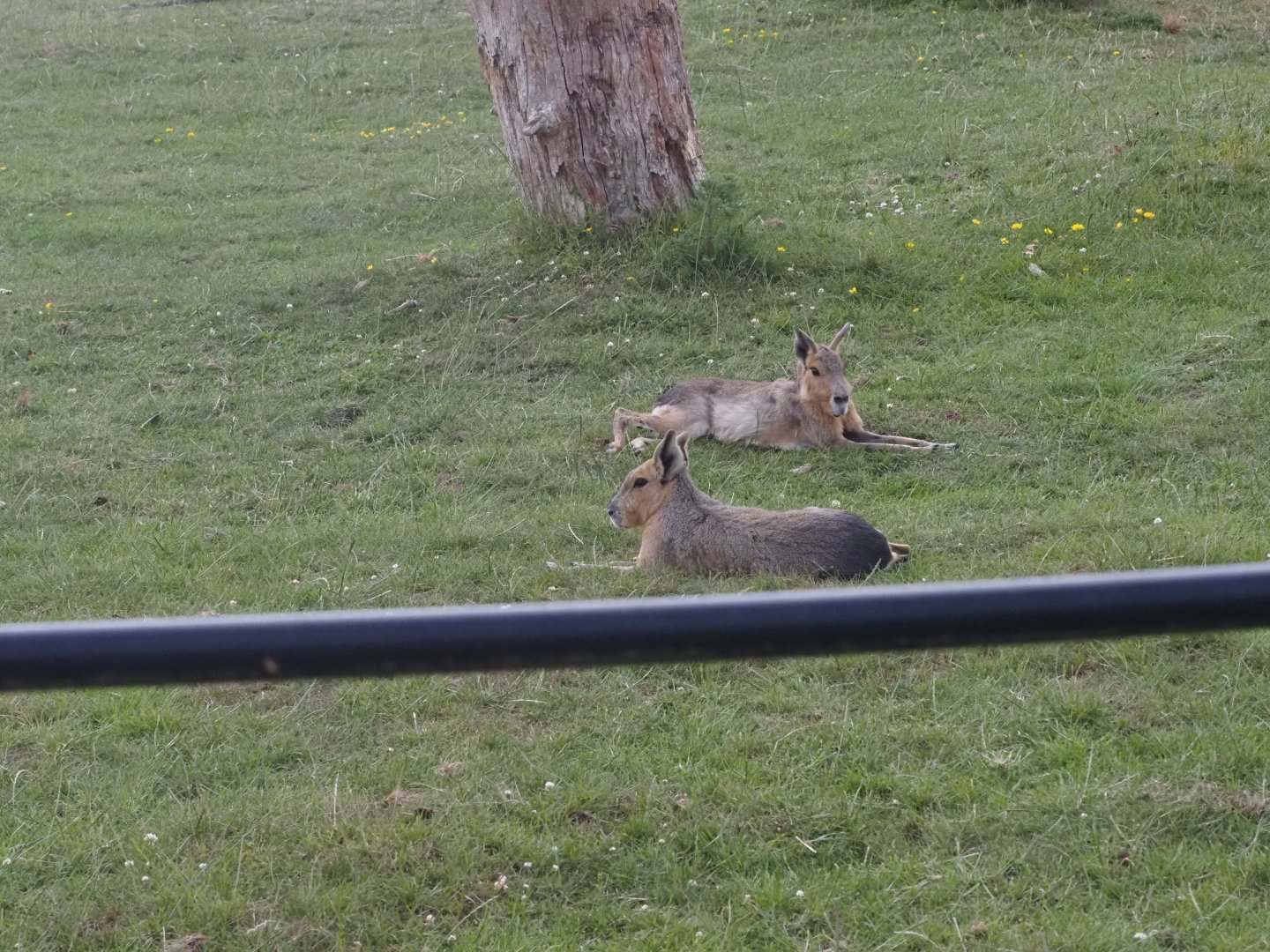 Patagonian Cavies (Free-Roaming)