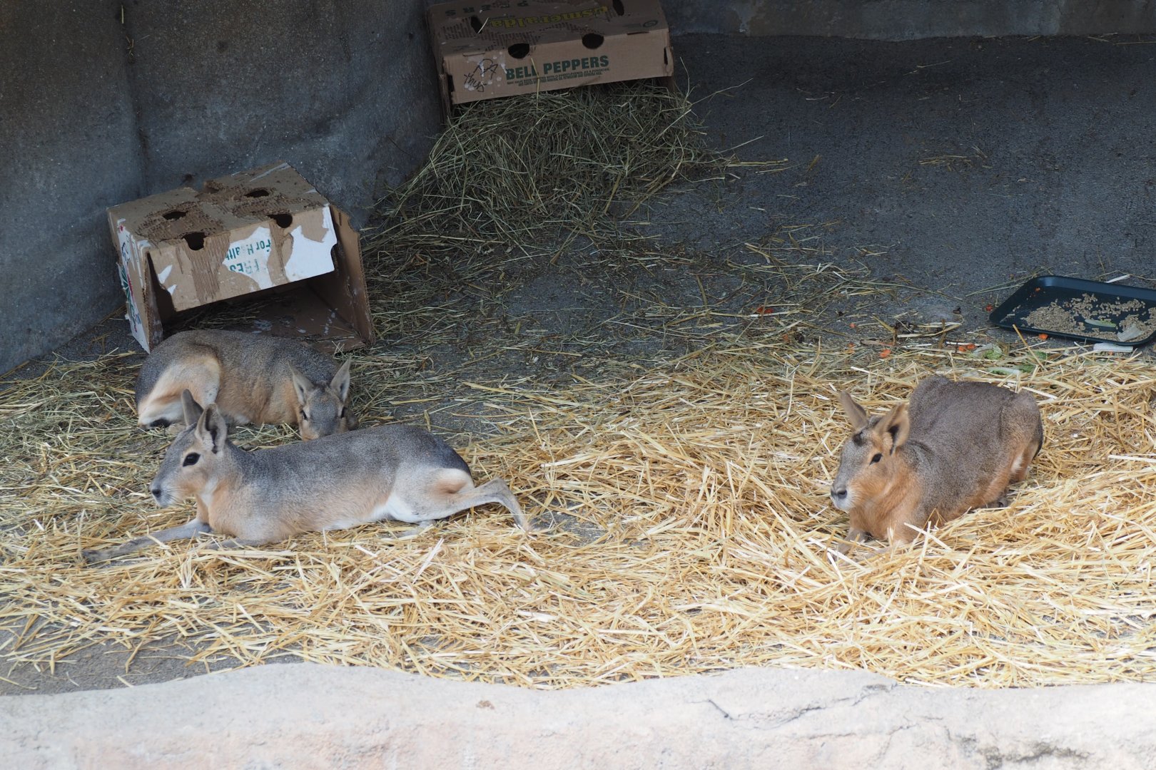 Patagonian cavies (maras)