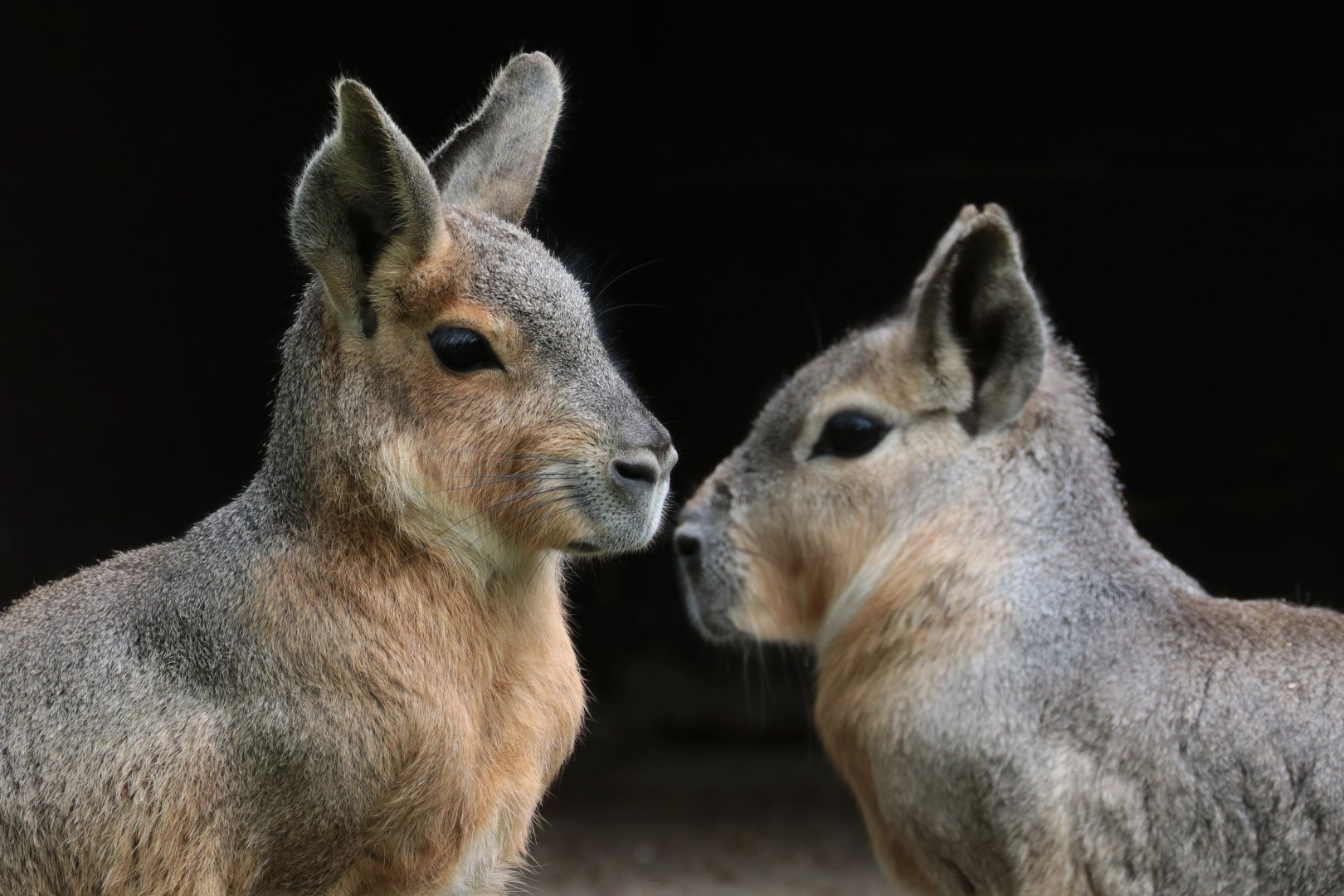 Patagonian Cavies - Potter Park Zoo - 05/20/19